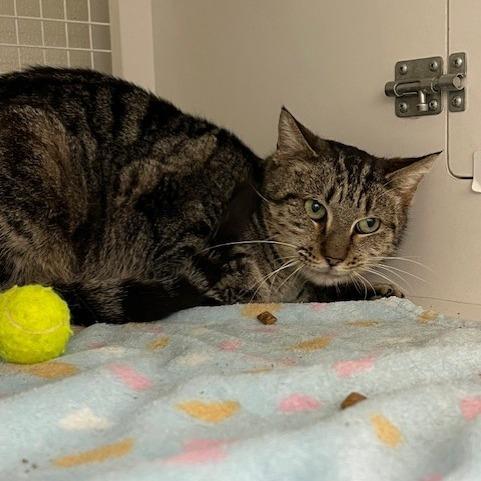 Enlarge Wendy, a Adoptable Domestic Short Hair in San Antonio, TX image 3/6