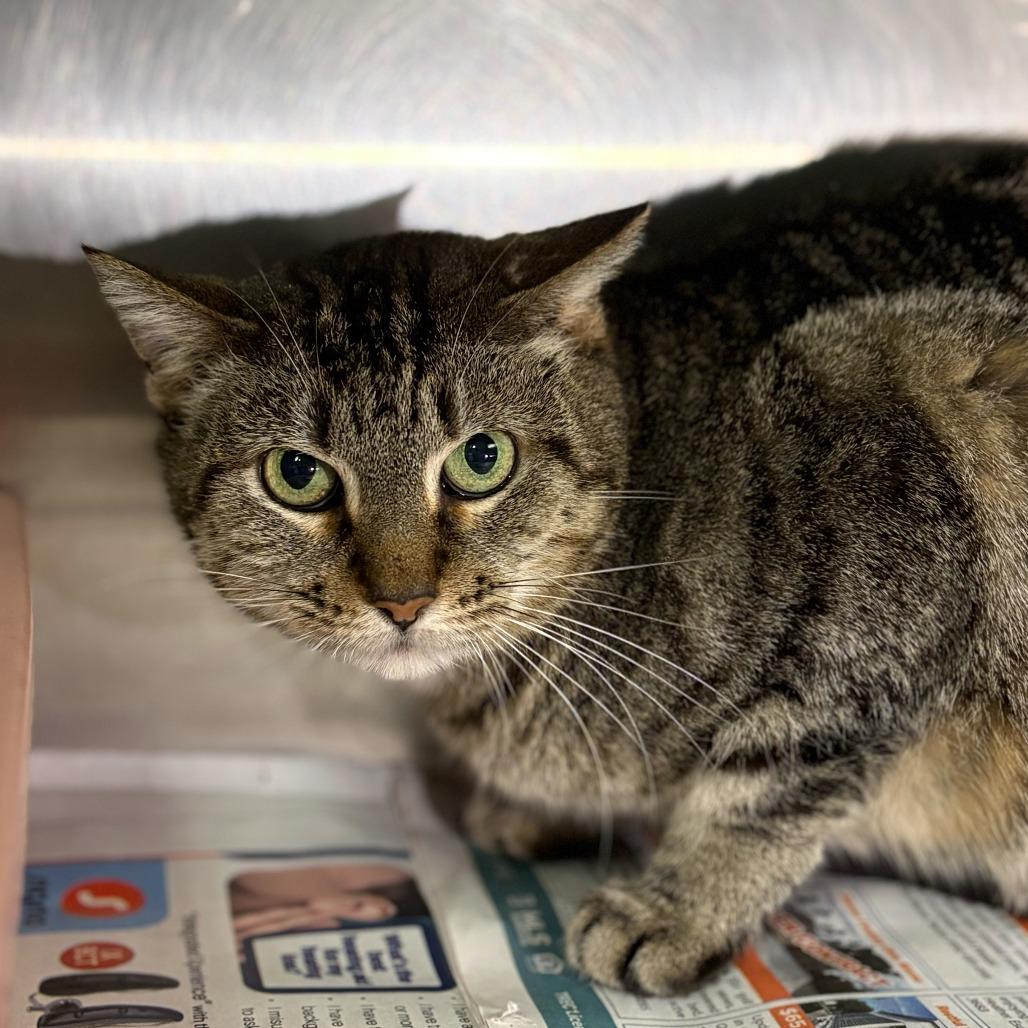 Enlarge Wendy, a Adoptable Domestic Short Hair in San Antonio, TX image 4/6