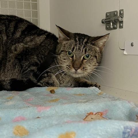 Enlarge Wendy, a Adoptable Domestic Short Hair in San Antonio, TX image 5/6