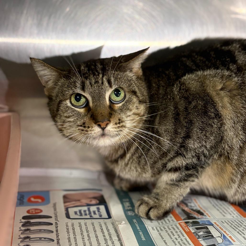 Enlarge Wendy, a Adoptable Domestic Short Hair in San Antonio, TX image 6/6
