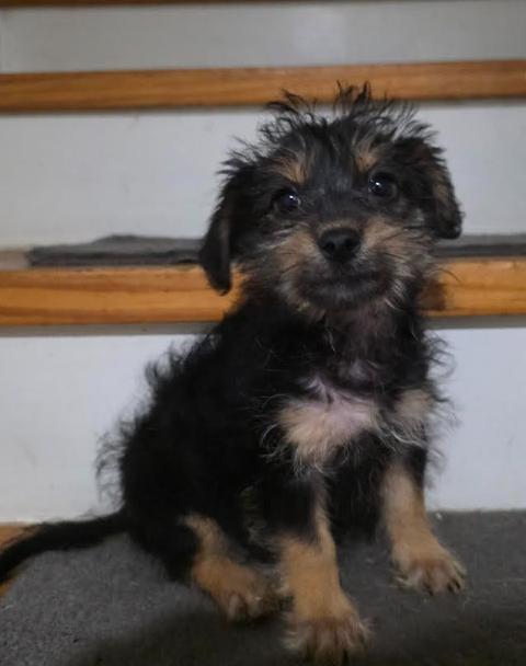 Enlarge Onyx, an adopted mixed breed in Portland, OR image 1/5