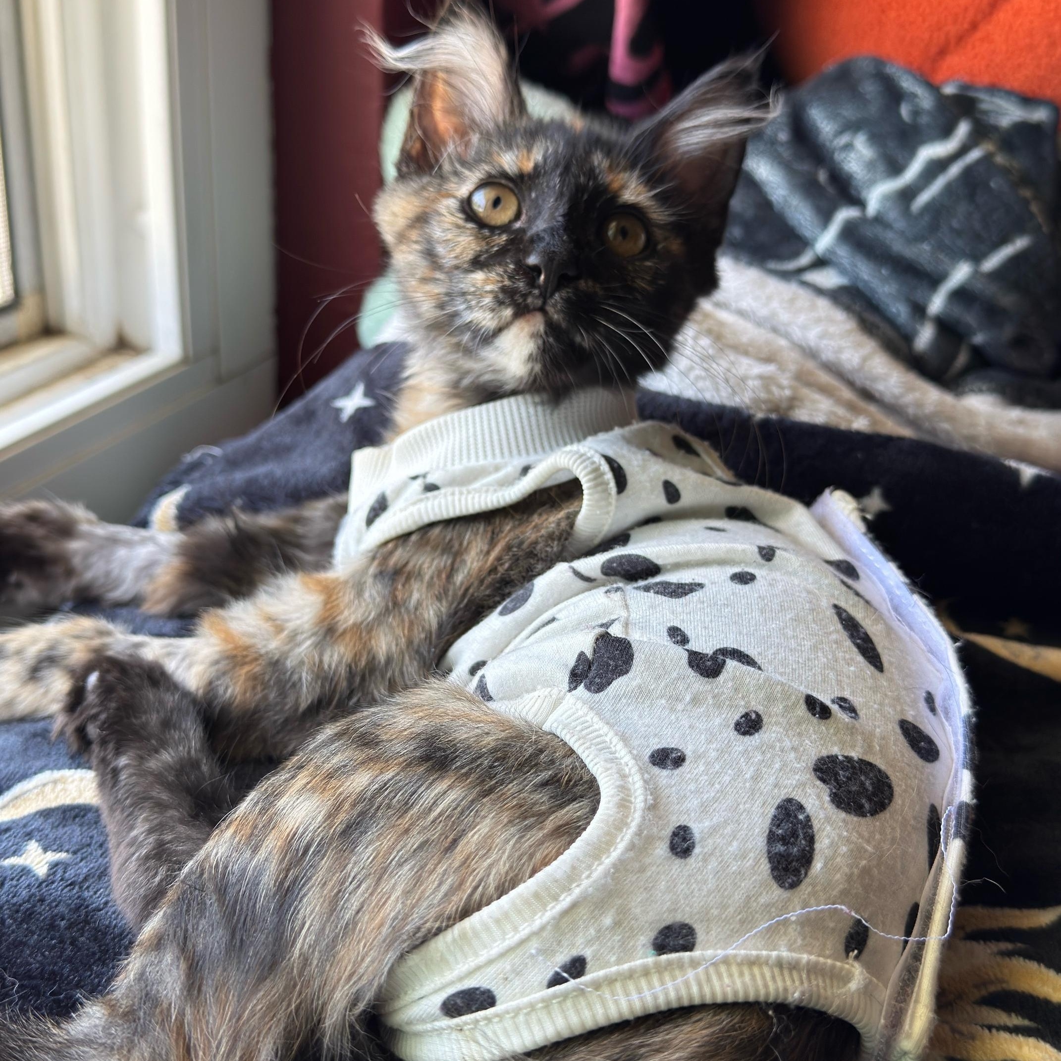 Trinity, ADOPTABLE, Kitten Female Tortoiseshell.