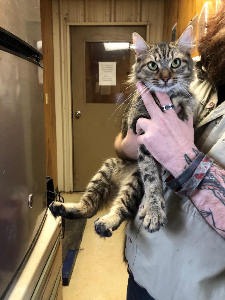 Sasha, Adoptable, Young Female Domestic Medium Hair.