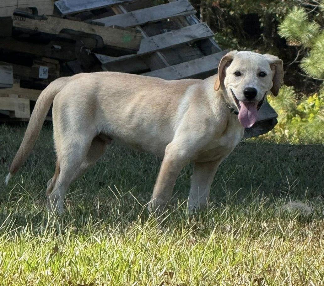 Coosa, a Adoptable mixed breed in Attalla, AL image 3/3