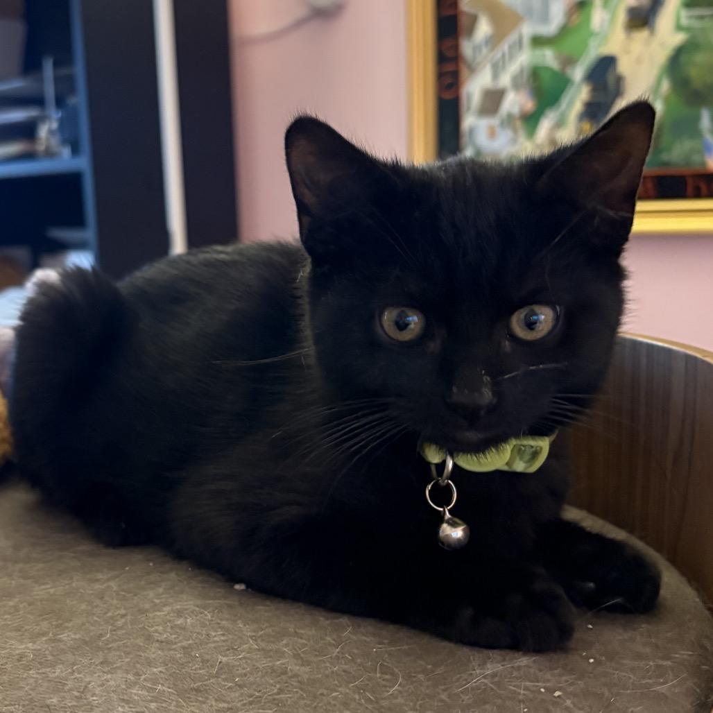 Night, Adoptable, Kitten Male Domestic Short Hair.