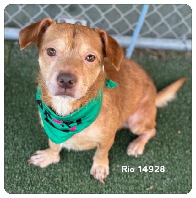 RIO (rescue only)