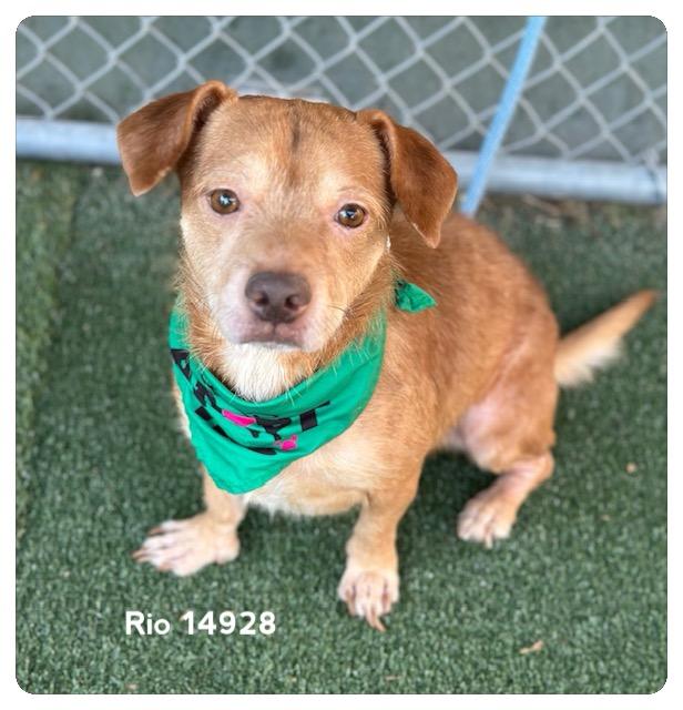 RIO (rescue only)