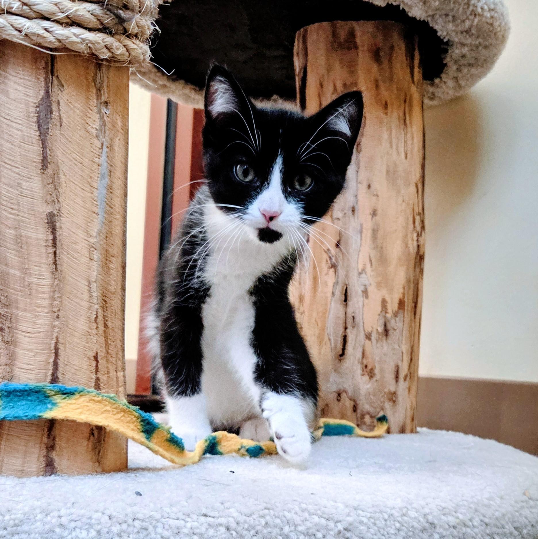 Edna, a Adoptable Domestic Short Hair in Madison, WI image 1/4