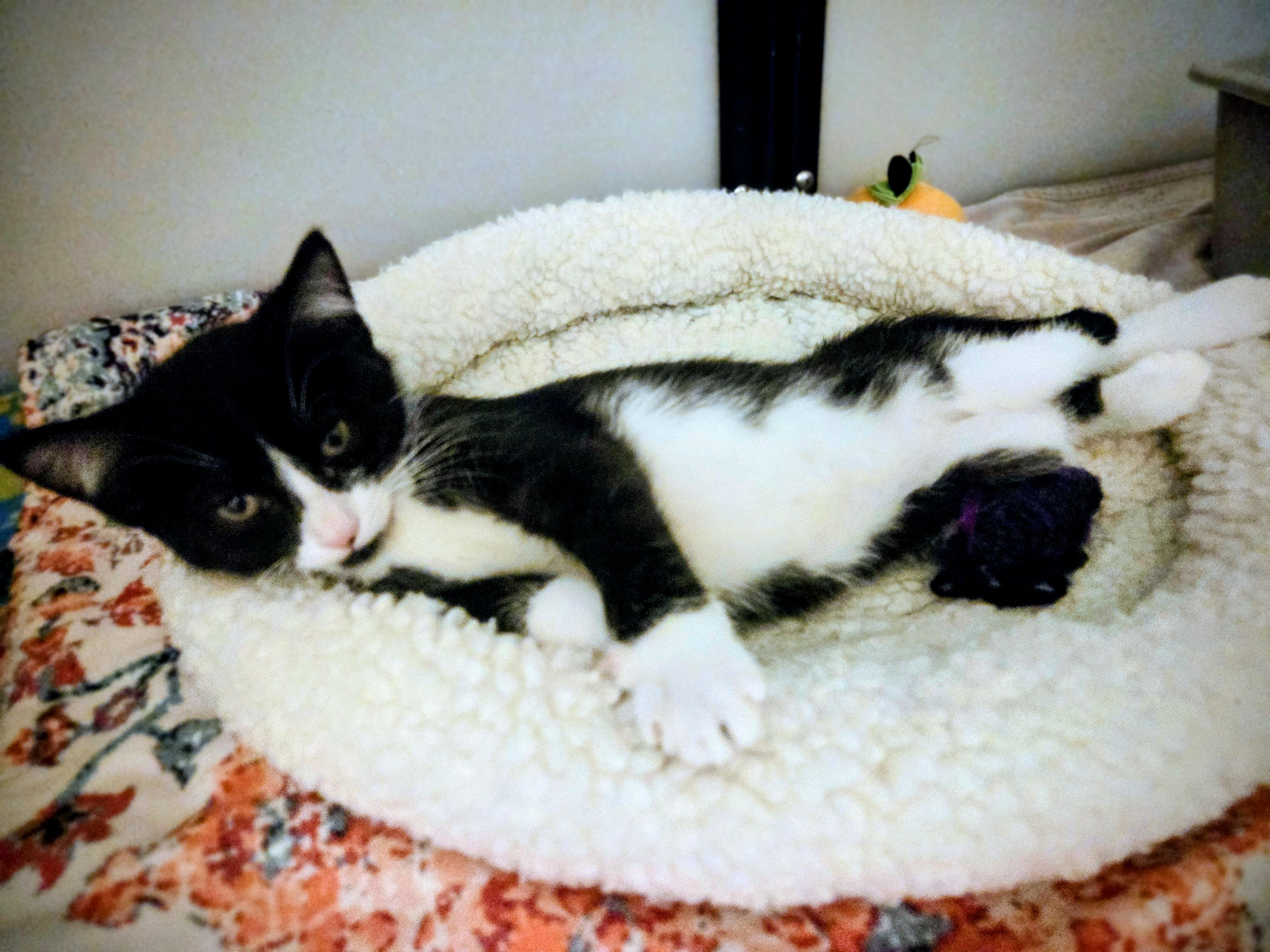 Edna, a Adoptable Domestic Short Hair in Madison, WI image 2/4