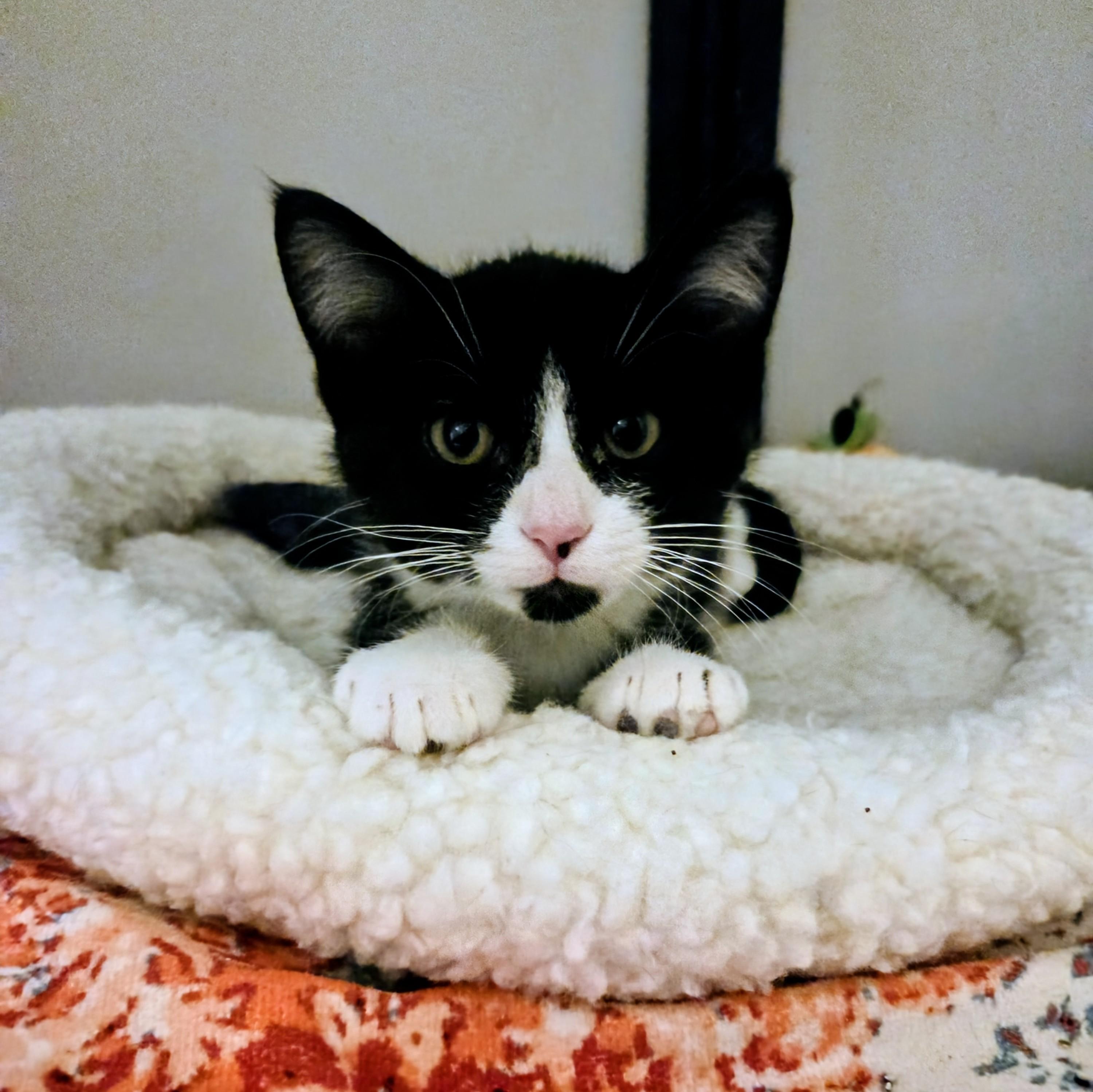 Edna, a Adoptable Domestic Short Hair in Madison, WI image 3/4