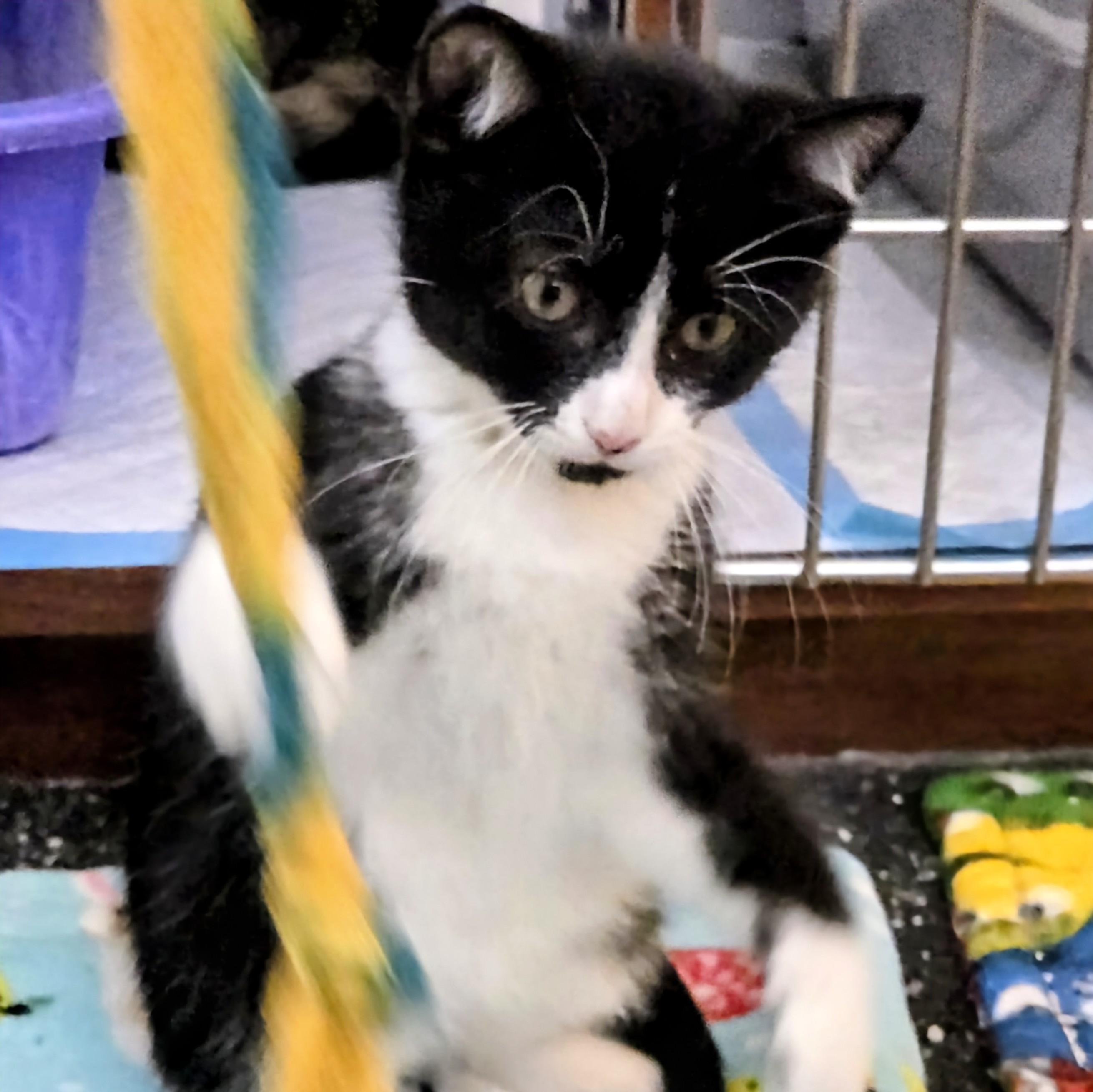 Edna, a Adoptable Domestic Short Hair in Madison, WI image 4/4