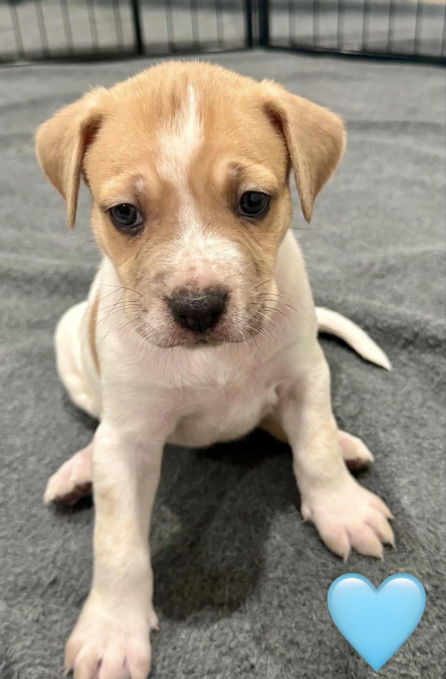 Falcon, Adopted, Puppy Male Cattle Dog.