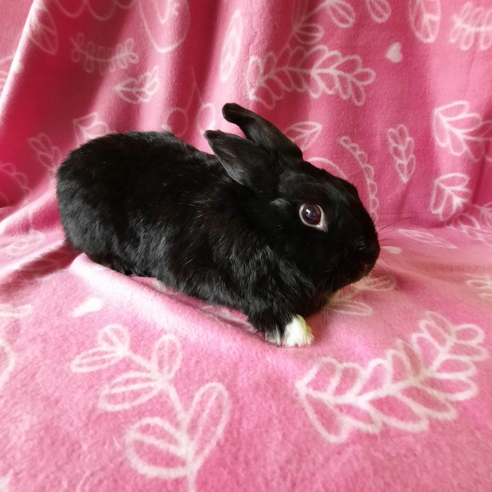 Rabbit for adoption Dahlia, a Bunny Rabbit in Montclair, CA Petfinder