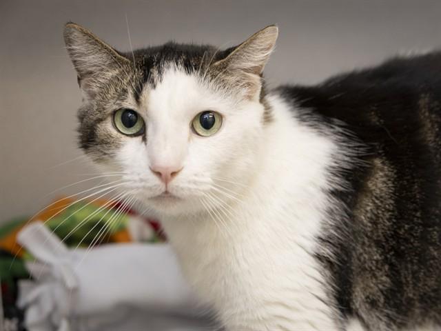 Enlarge SUNCHIP, a Adoptable Domestic Short Hair in Phoenix, AZ image 1/1