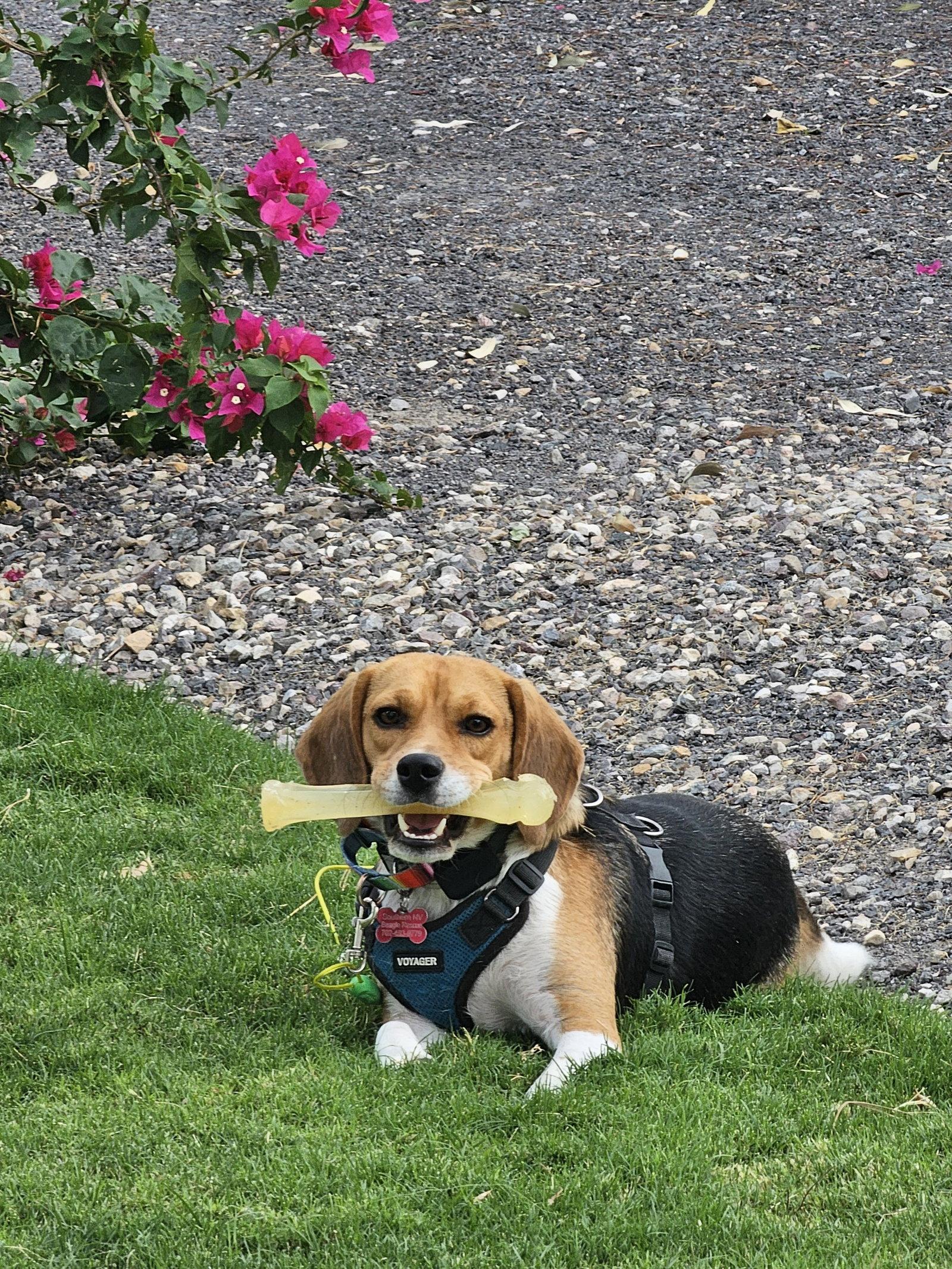 Rook, Adoptable, Young Male Beagle.