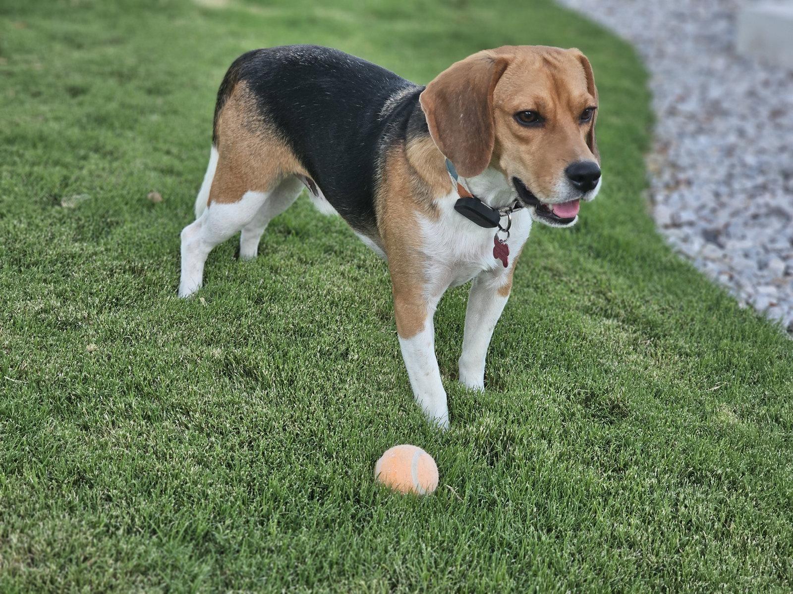 Enlarge Rook, a Adoptable Beagle in Las Vegas, NV image 2/3