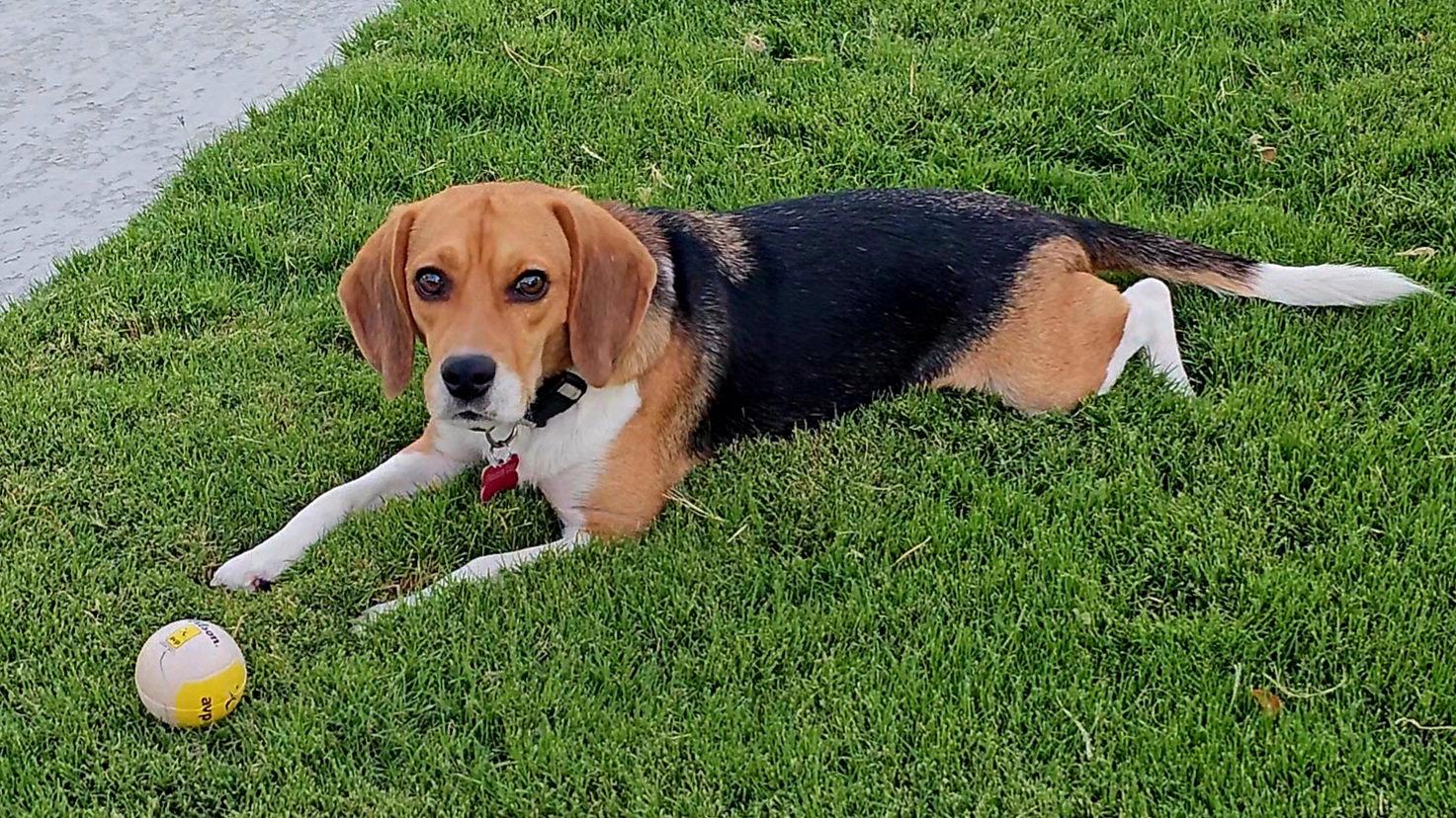 Enlarge Rook, a Adoptable Beagle in Las Vegas, NV image 3/3