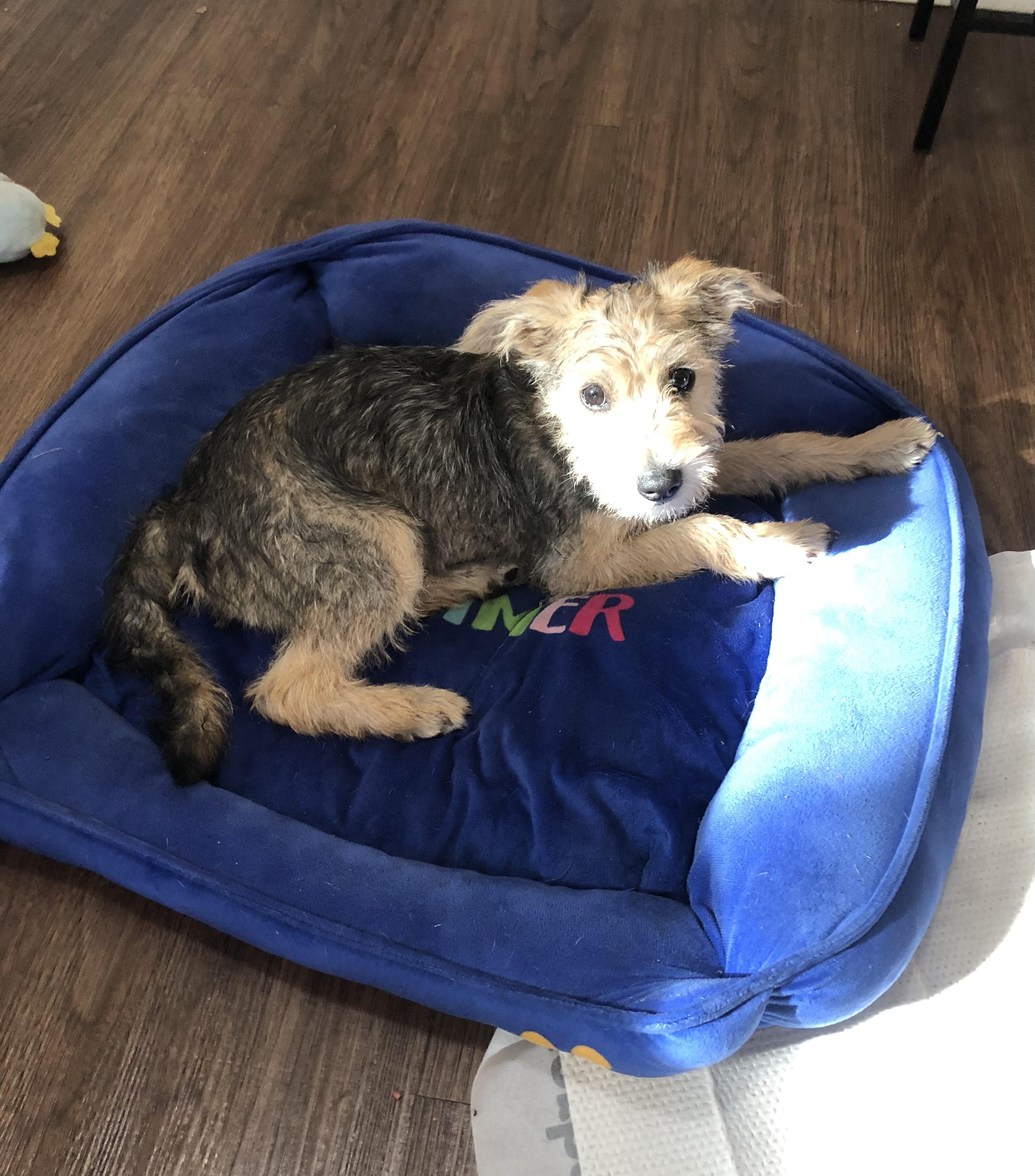 Enlarge Brandy, an adopted mixed breed in Orlando, FL image 5/5