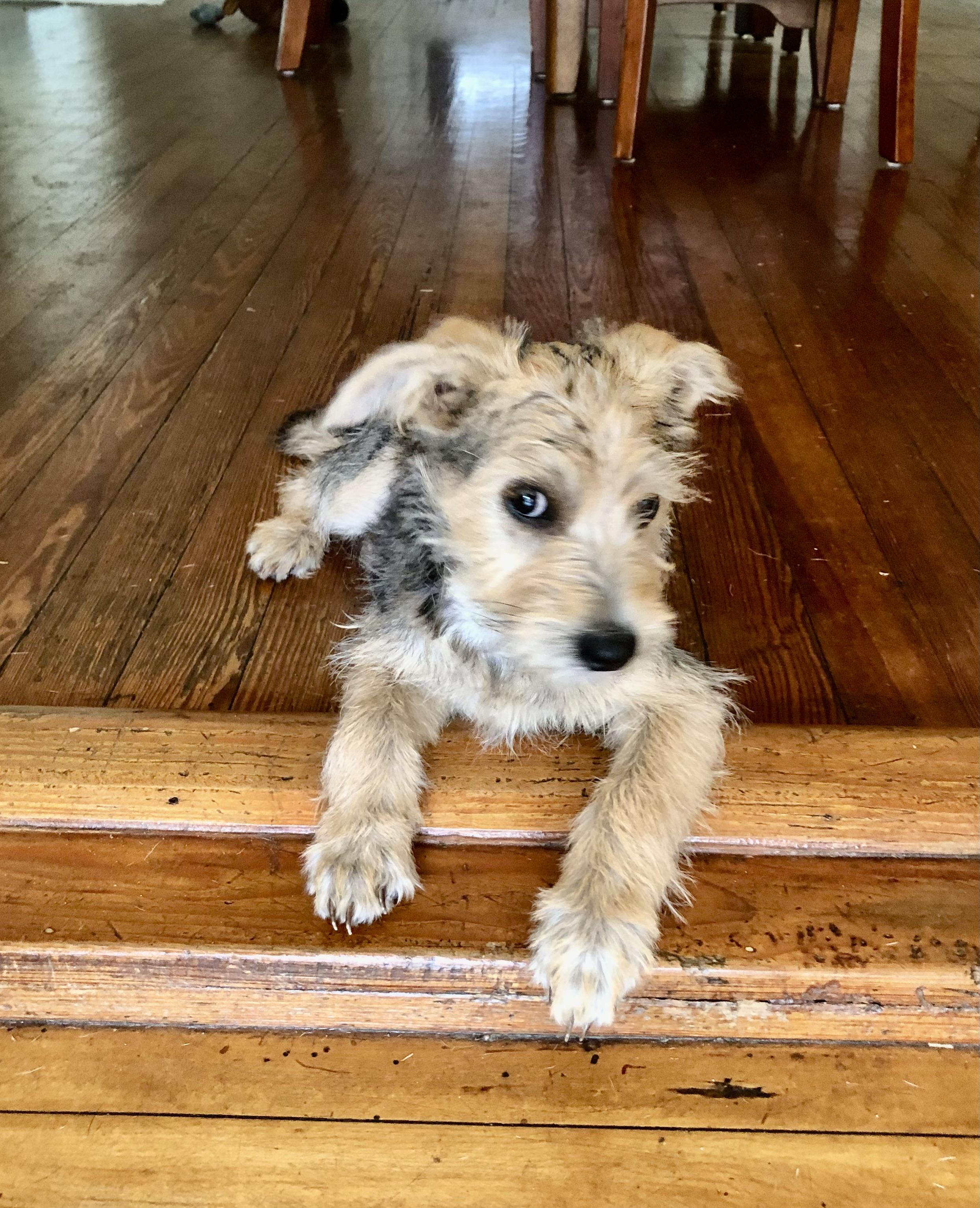 Brandy, adopted, Puppy Female Yorkshire Terrier & Schnauzer.