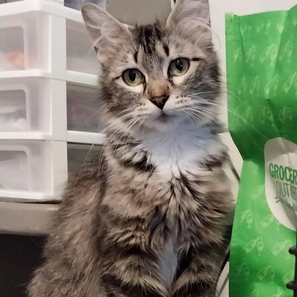 Bramble Eyes, Adoptable, Adult Female Domestic Medium Hair.