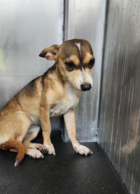 HELGA, Adoptable, Young Female Chihuahua.