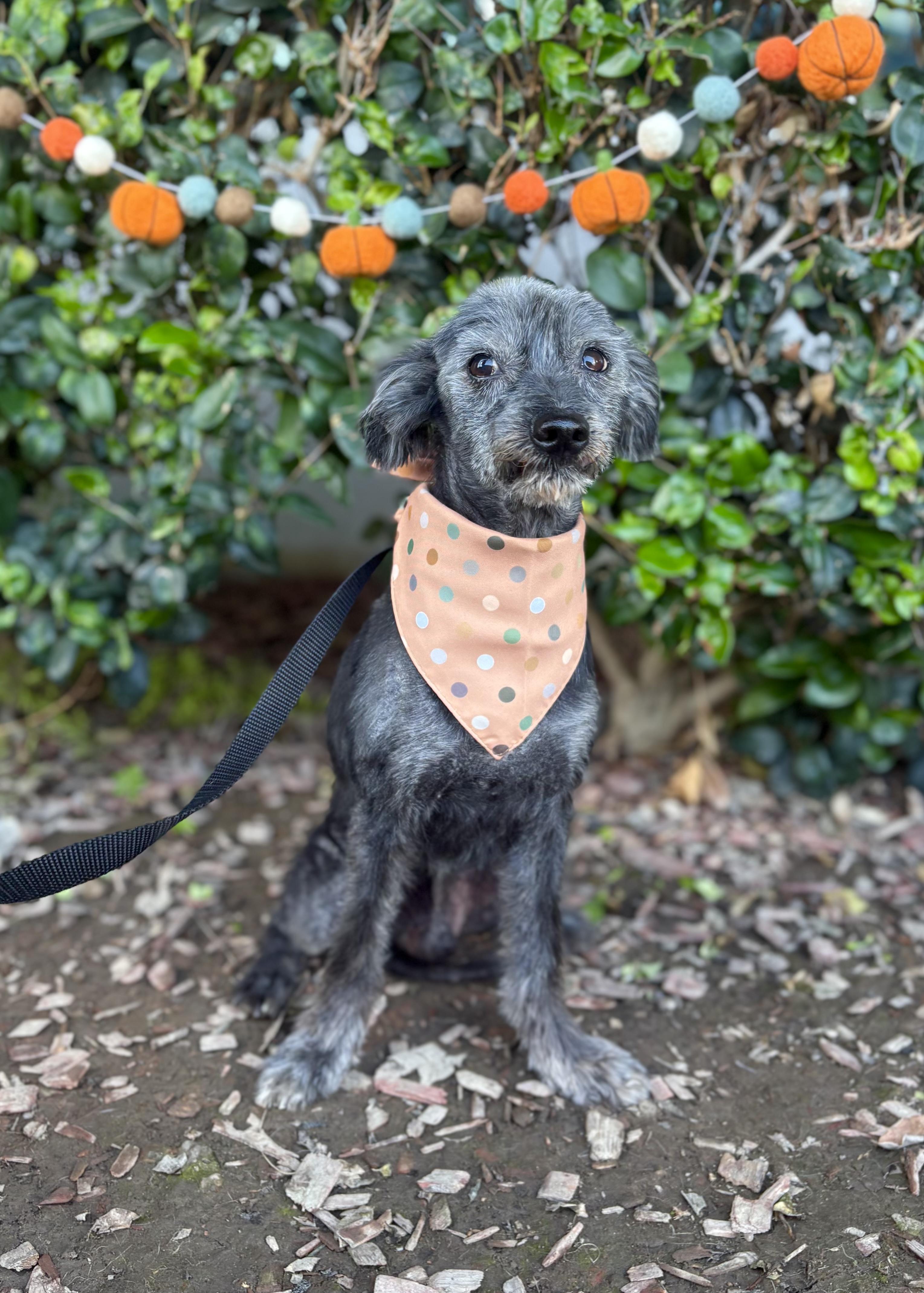 Kodi, a Adoptable mixed breed in South El Monte, CA image 1/6