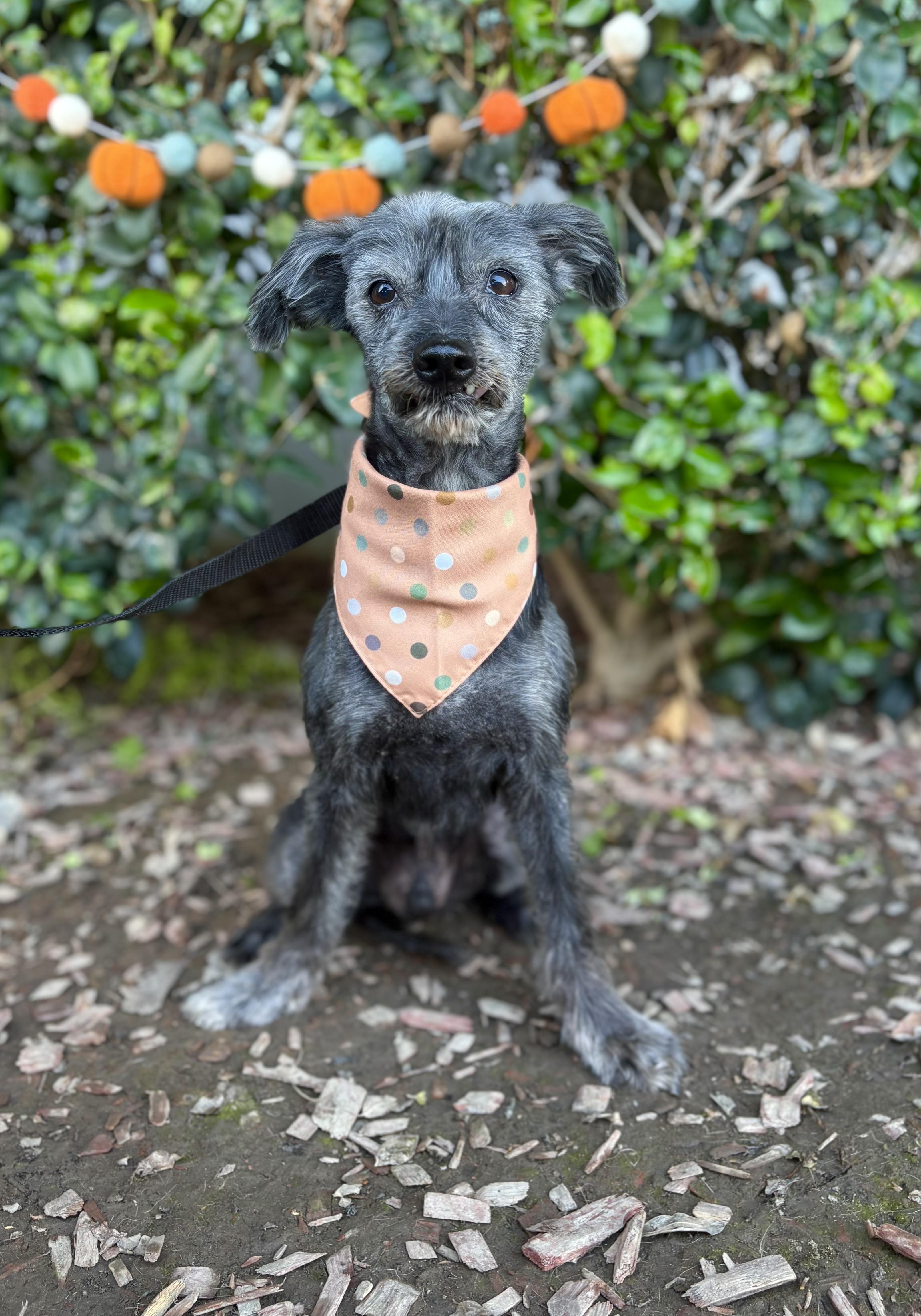 Kodi, a Adoptable mixed breed in South El Monte, CA image 2/6