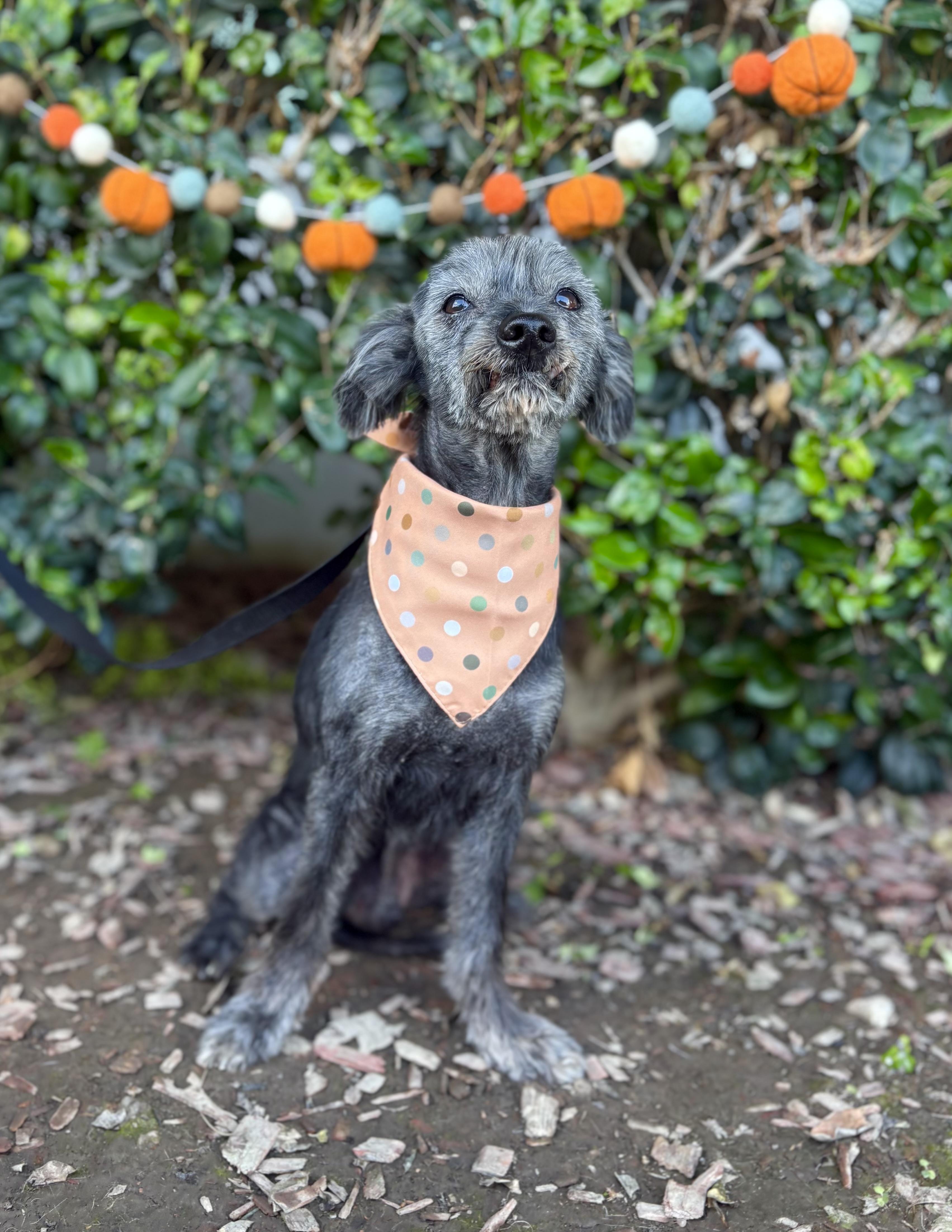 Kodi, a Adoptable mixed breed in South El Monte, CA image 3/6
