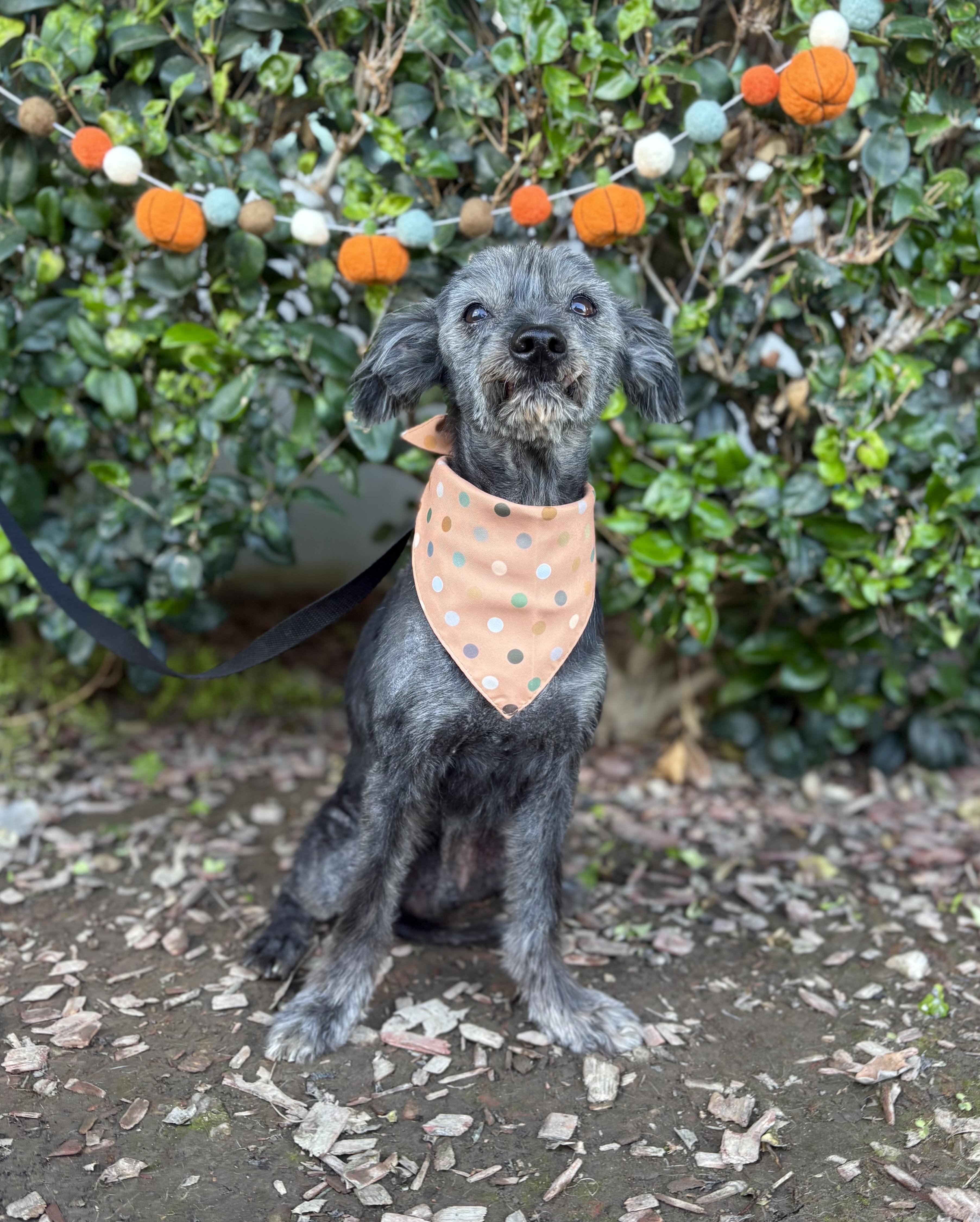 Kodi, a Adoptable mixed breed in South El Monte, CA image 4/6