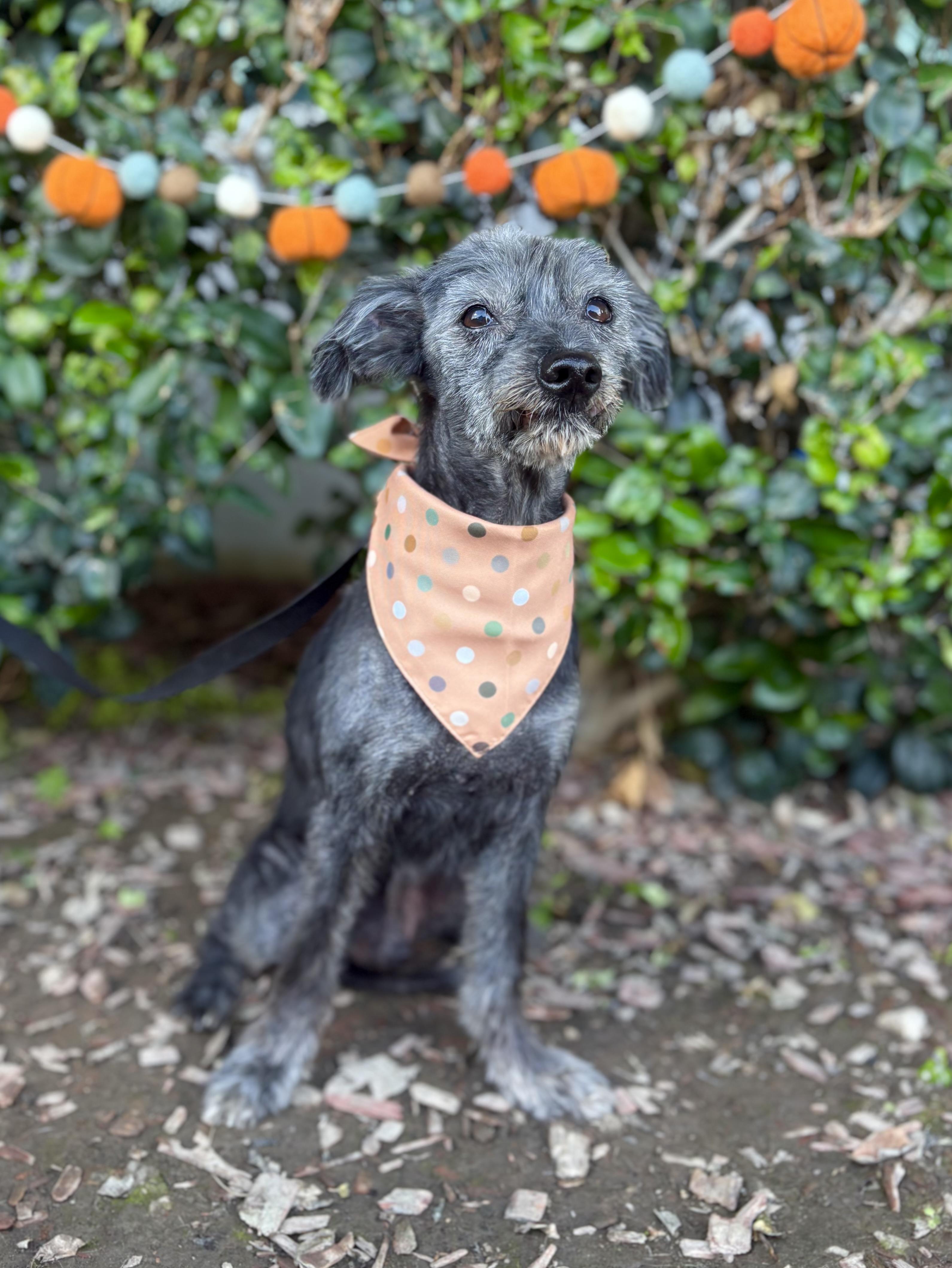Kodi, a Adoptable mixed breed in South El Monte, CA image 5/6