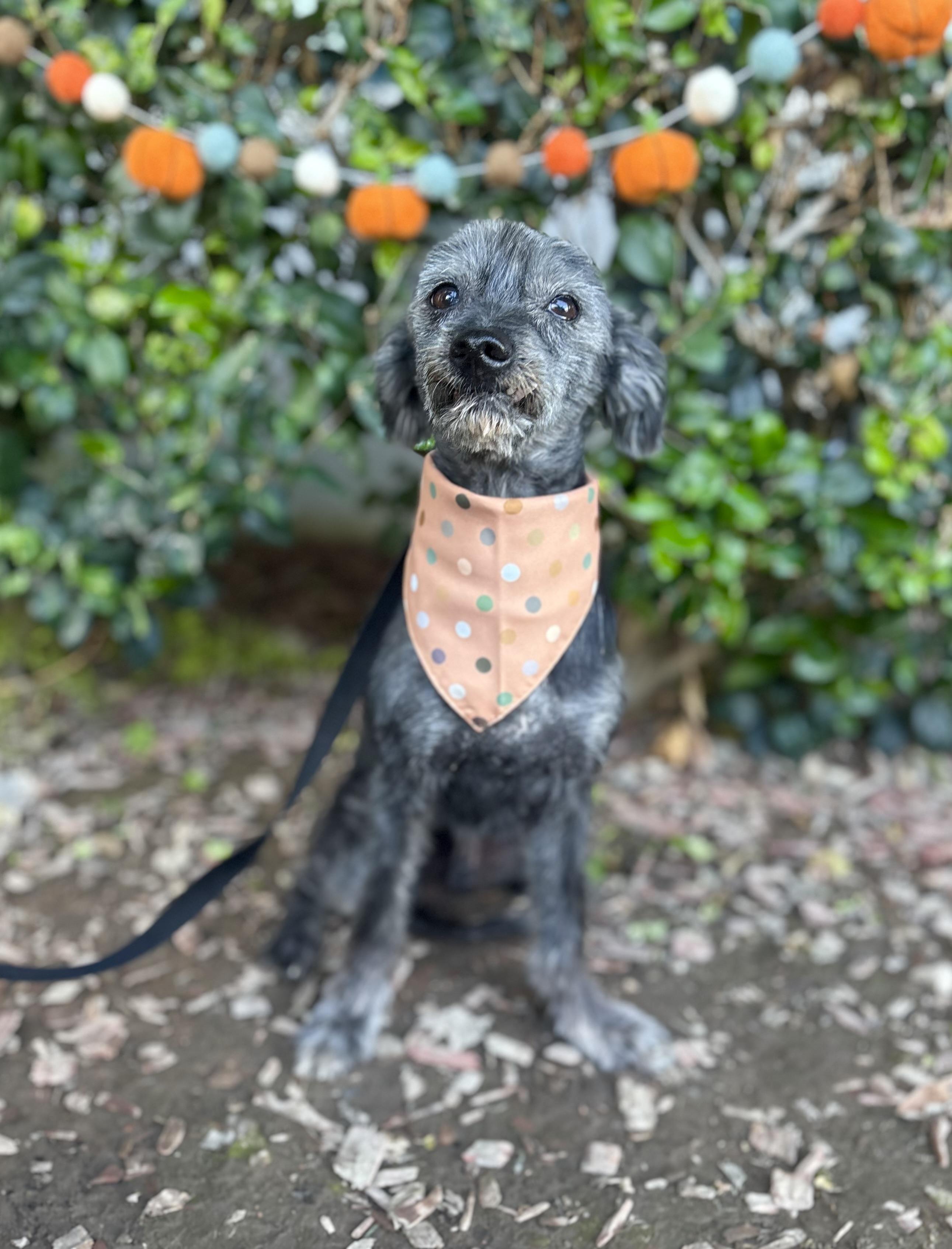 Kodi, a Adoptable mixed breed in South El Monte, CA image 6/6