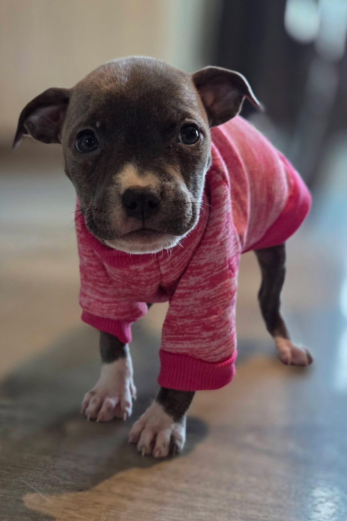 Enlarge Clover, an adopted mixed breed in Detroit, MI image 5/6