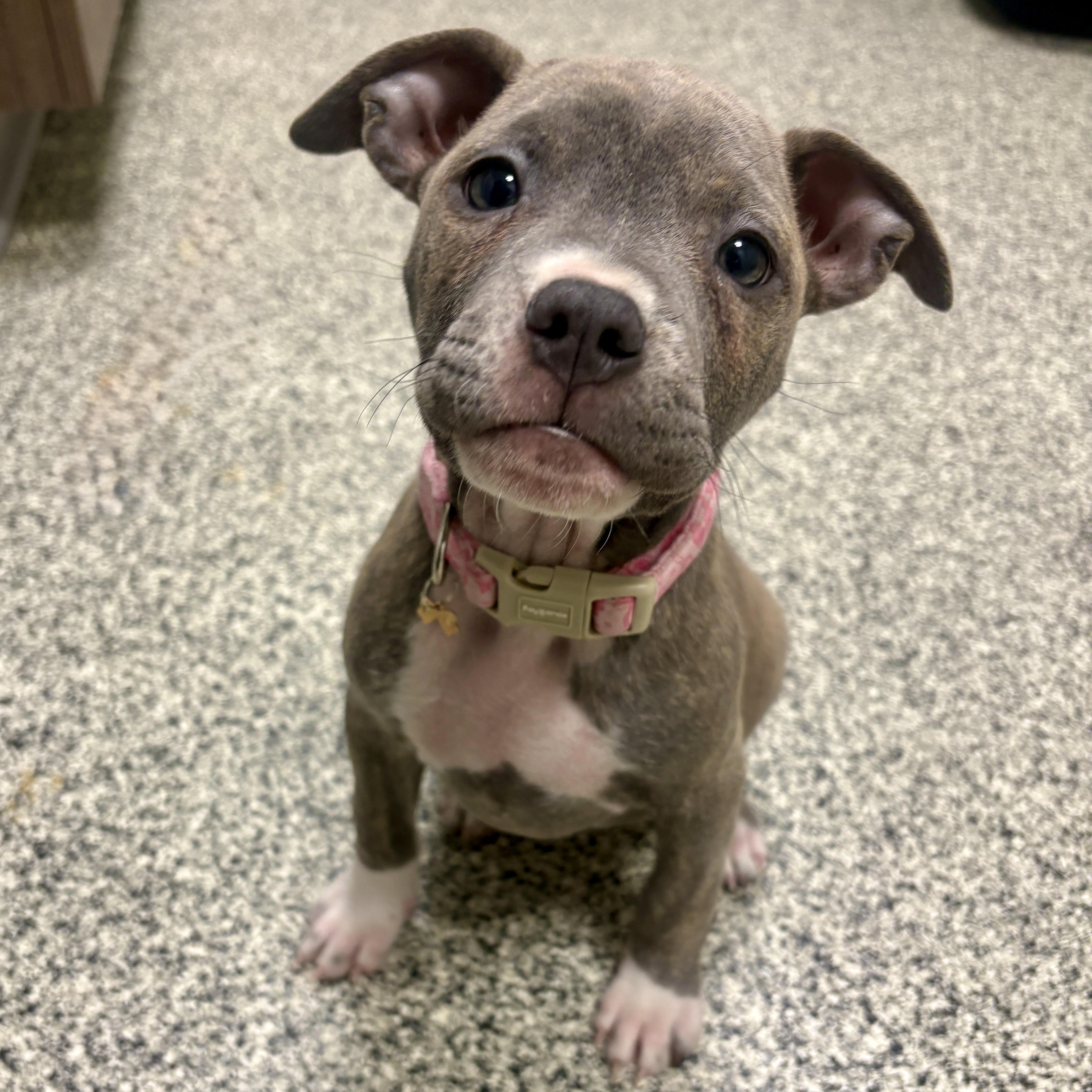 Enlarge Clover, an adopted mixed breed in Detroit, MI image 1/6