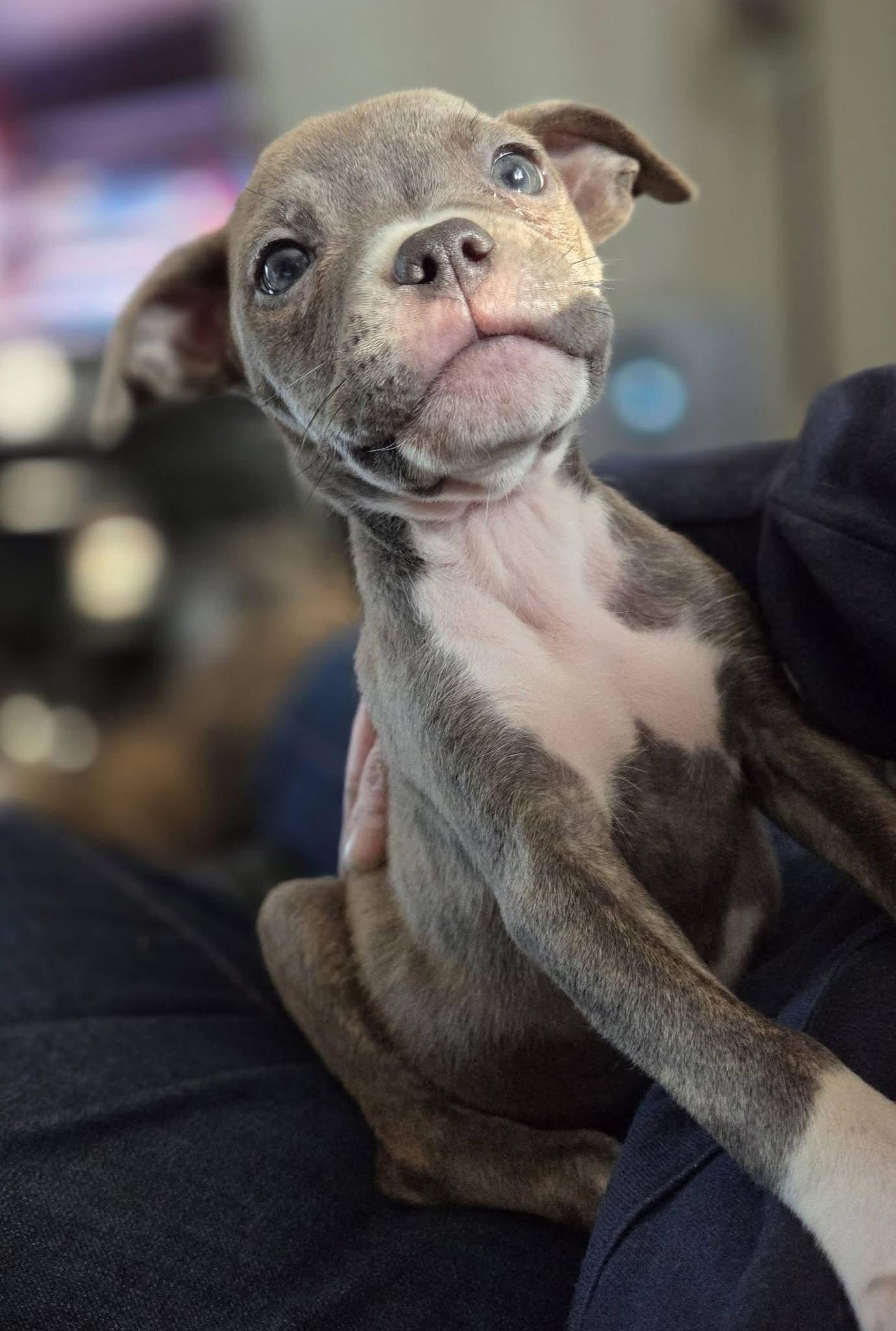 Enlarge Clover, an adopted mixed breed in Detroit, MI image 6/6