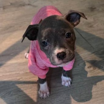 Enlarge Clover, an adopted mixed breed in Detroit, MI image 3/6