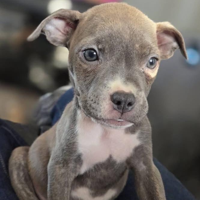 Enlarge Clover, an adopted mixed breed in Detroit, MI image 2/6