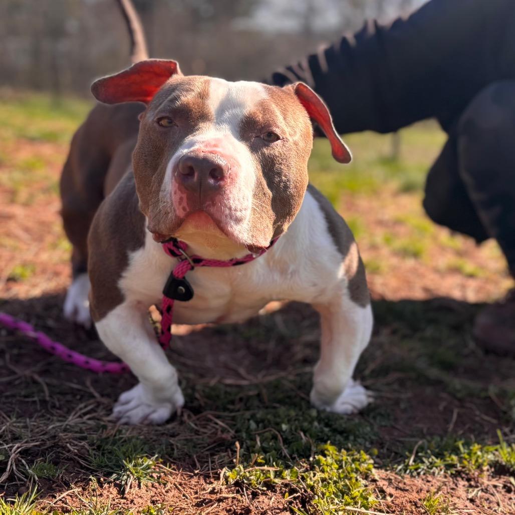 Enlarge Stubbs, a Adoptable Pit Bull Terrier in York, PA image 1/6