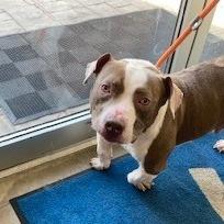 Enlarge Stubbs, a Adoptable Pit Bull Terrier in York, PA image 2/6