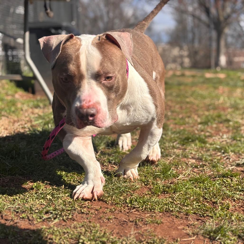 Enlarge Stubbs, a Adoptable Pit Bull Terrier in York, PA image 3/6
