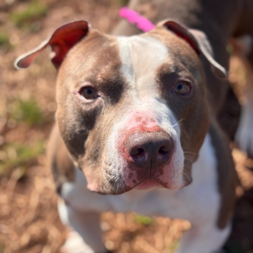 Enlarge Stubbs, a Adoptable Pit Bull Terrier in York, PA image 4/6