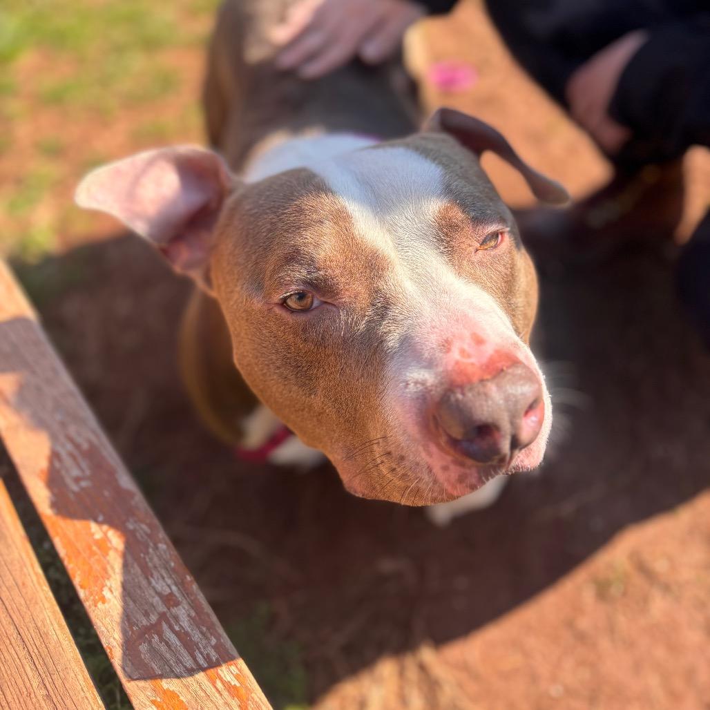 Enlarge Stubbs, a Adoptable Pit Bull Terrier in York, PA image 5/6