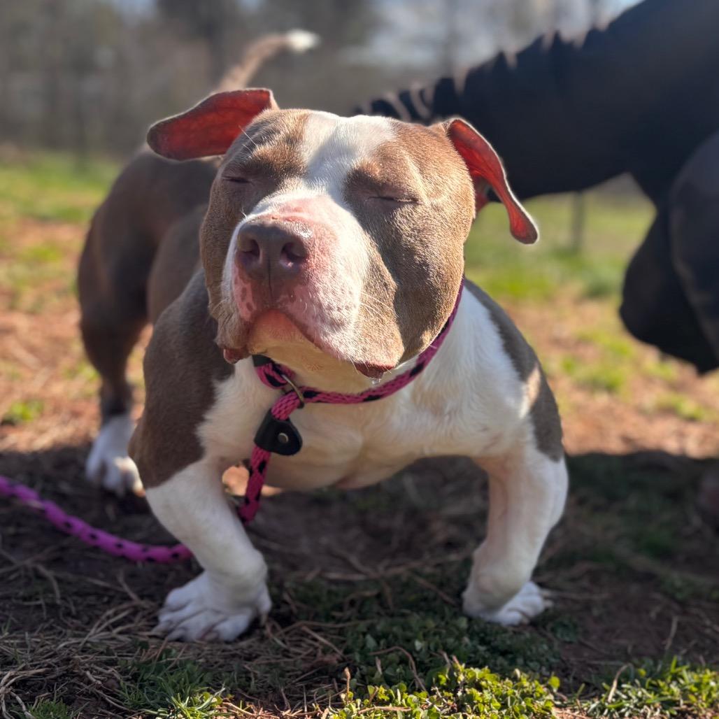 Enlarge Stubbs, a Adoptable Pit Bull Terrier in York, PA image 6/6