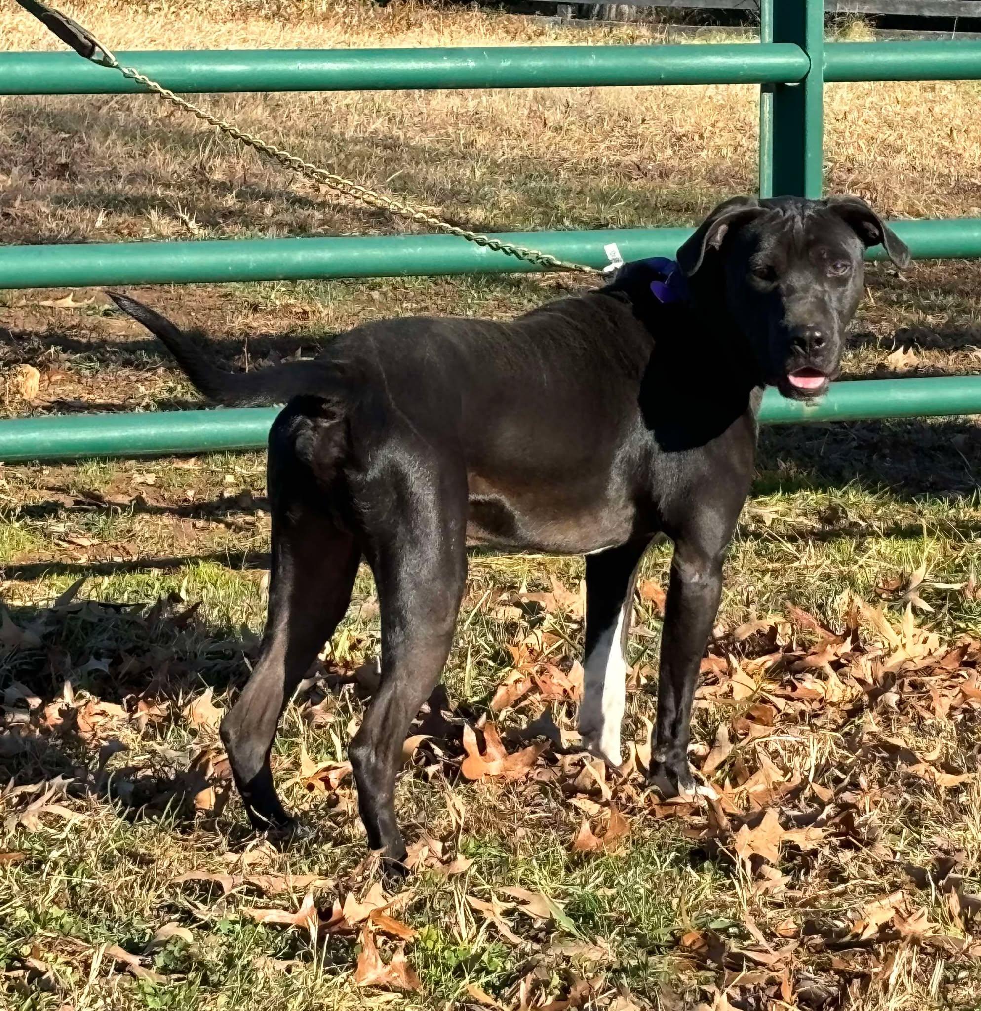 Ryan, a Adoptable mixed breed in Danville, VA image 4/5