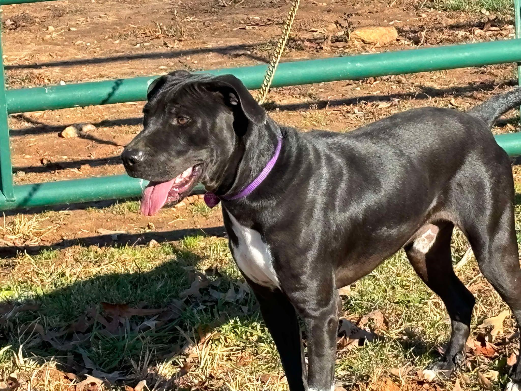 Ryan, a Adoptable mixed breed in Danville, VA image 5/5