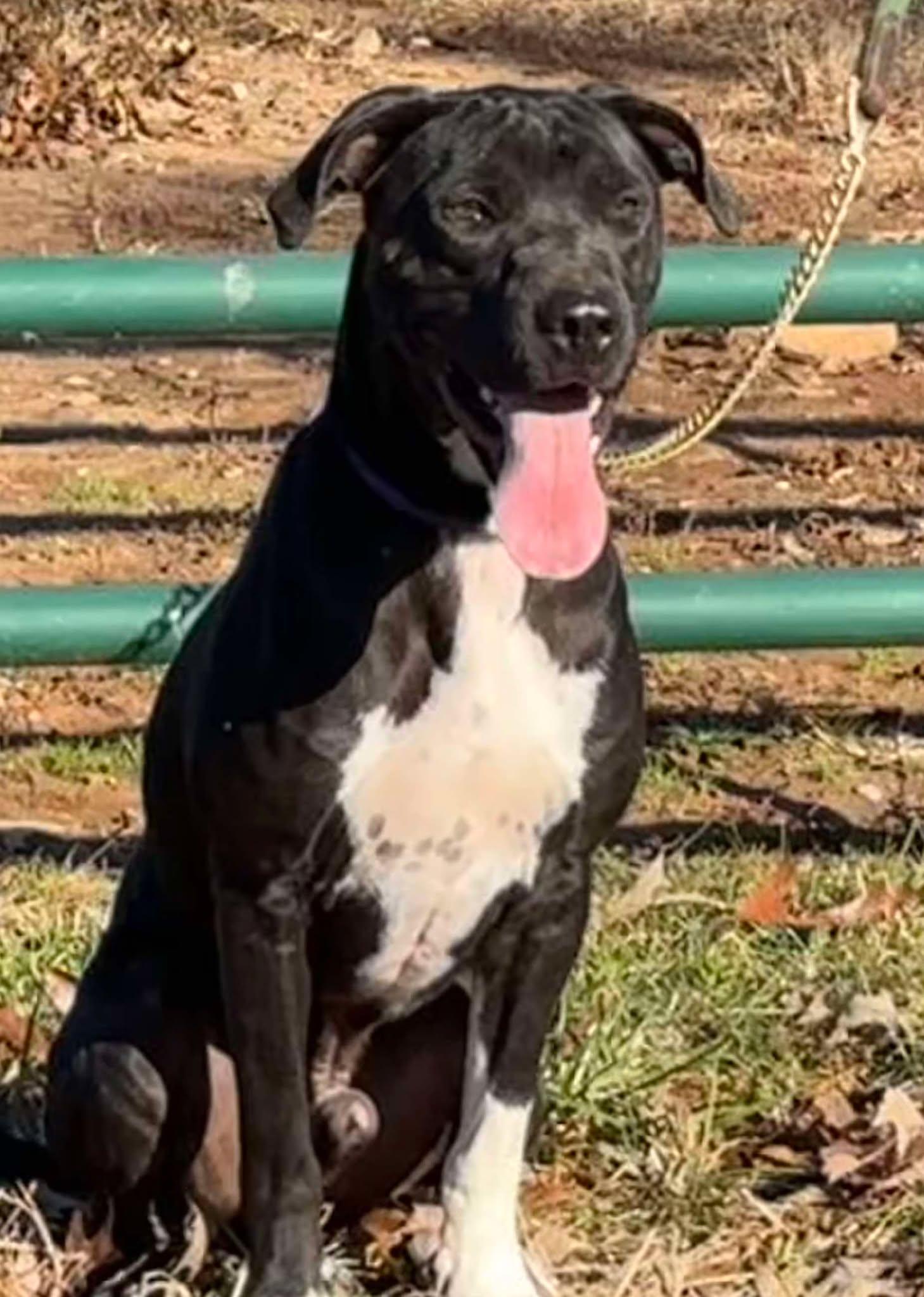 Ryan, a Adoptable mixed breed in Danville, VA image 1/5