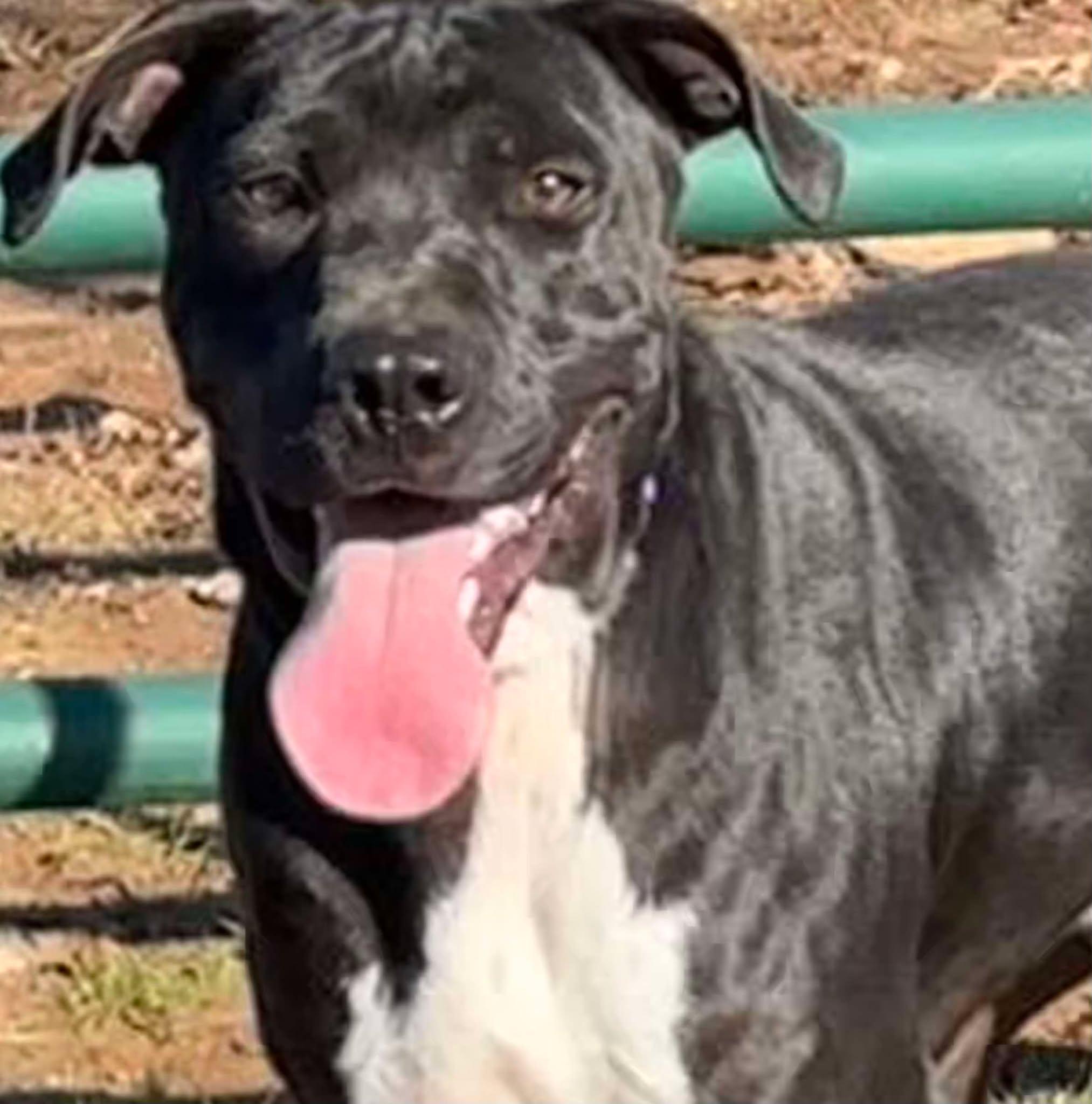 Ryan, a Adoptable mixed breed in Danville, VA image 3/5