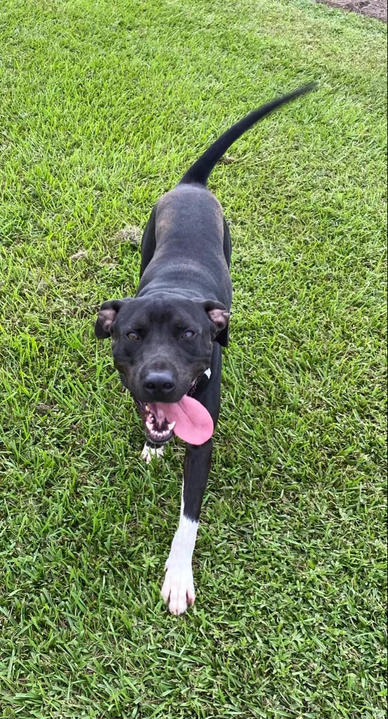 Ryan, a Adoptable mixed breed in Danville, VA image 2/5