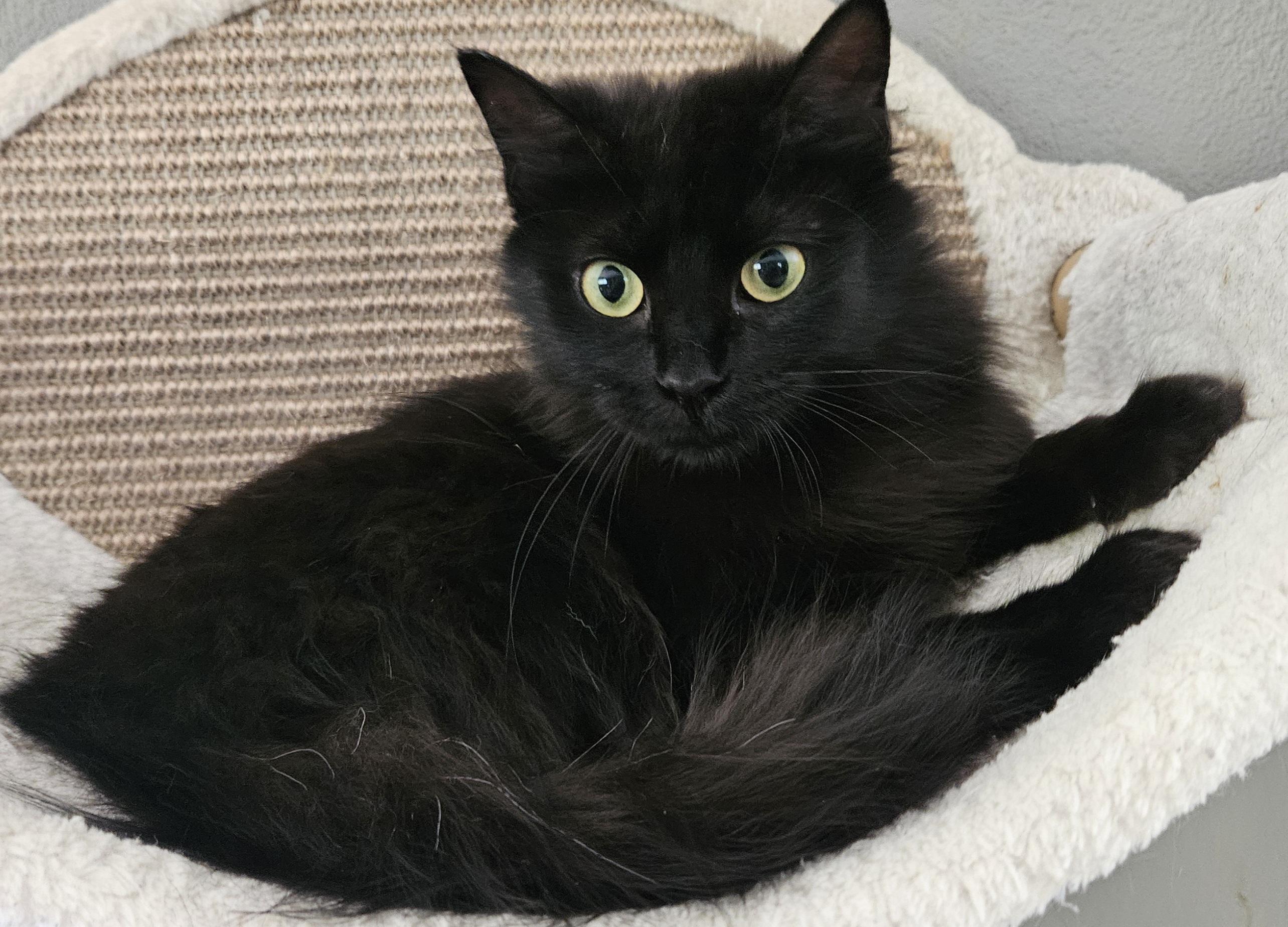 Sonora, Adoptable, Adult Female Domestic Long Hair.