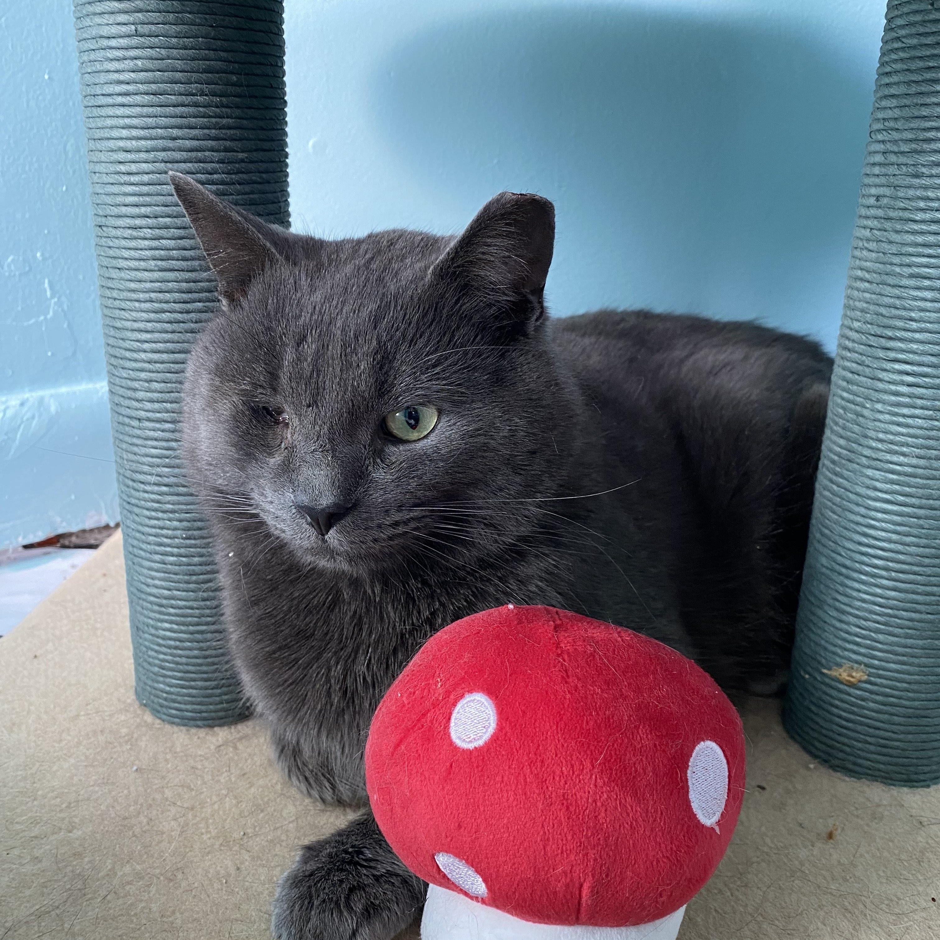 Enlarge Nelson, a ADOPTABLE Domestic Short Hair in Rochester, NY image 3/4