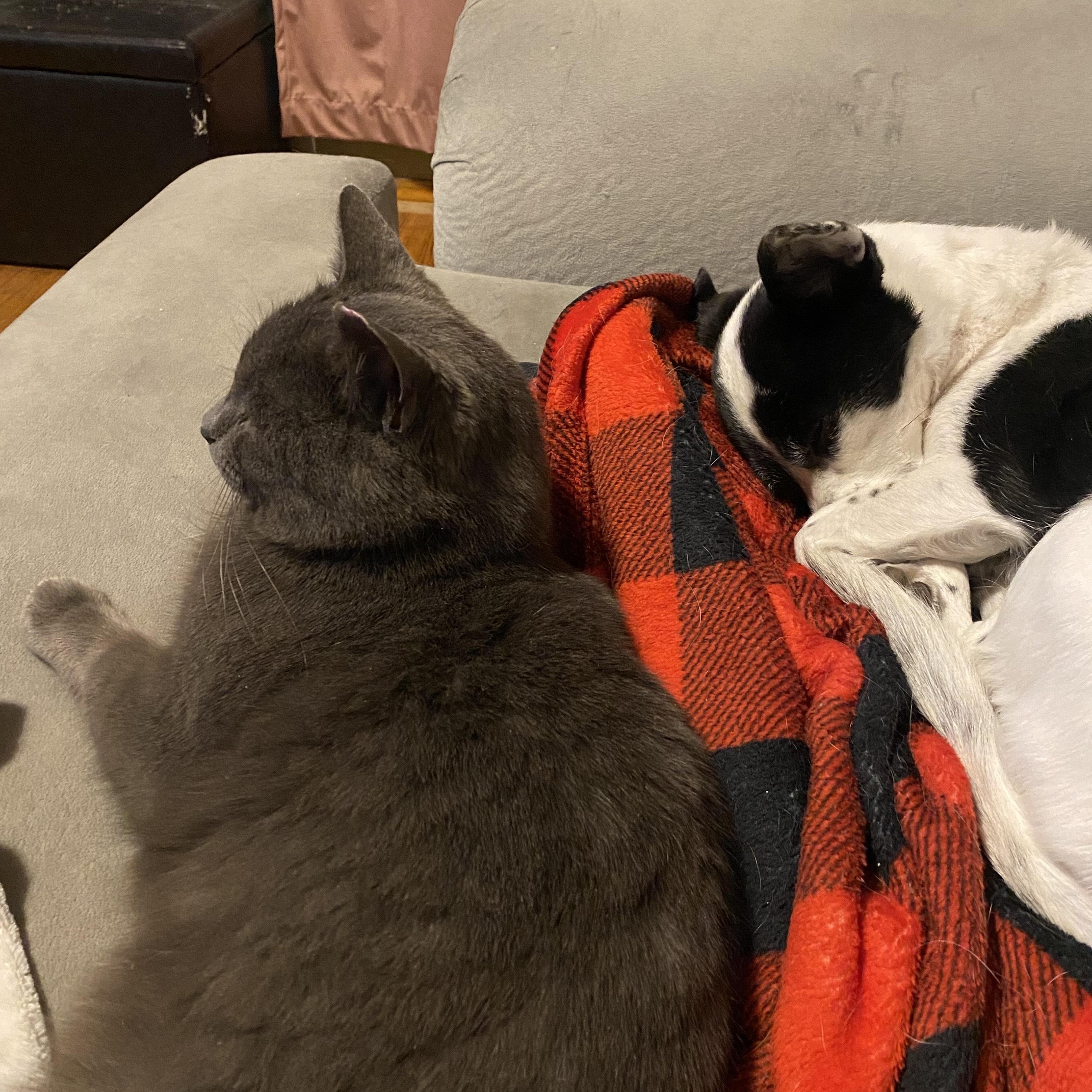 Enlarge Nelson, a ADOPTABLE Domestic Short Hair in Rochester, NY image 4/4